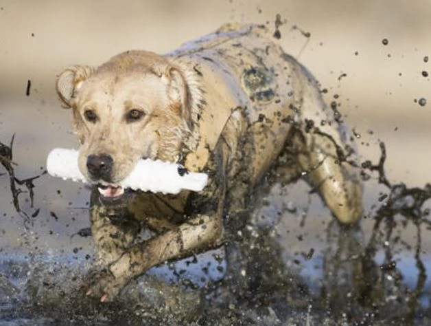SportDOG® White Plastic Dog Training Dummy 2 SportDOG® White Plastic Dog Training Dummy - Image 2