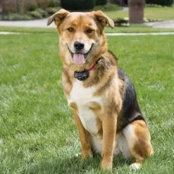 PetSafe Basic In-Ground Fence™ System -Outlet Farm & Pet Store 12630786 2