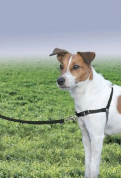 PetSafe Easy Walk® Harness No Pull Dog Harness, Black 2 PetSafe Easy Walk® Harness No Pull Dog Harness, Black - Image 2