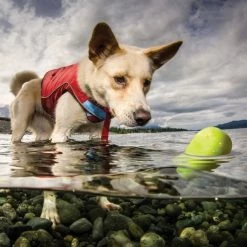 Kurgo Assorted Skipping Stones, 2-Pack 7 Kurgo Assorted Skipping Stones, 2-Pack -Outlet Farm & Pet Store 12631350 2