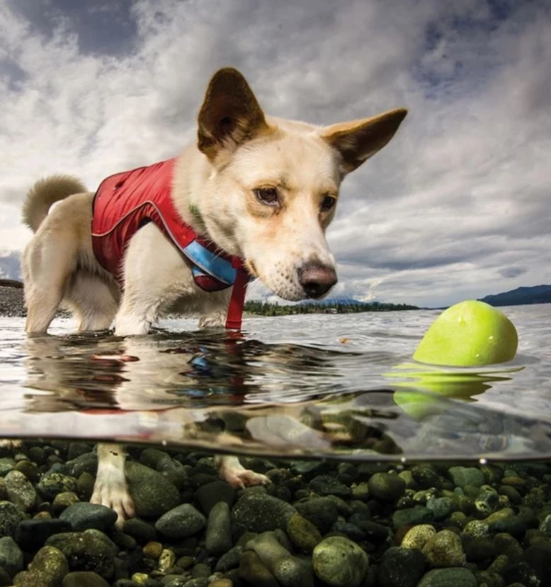 Kurgo Assorted Skipping Stones, 2-Pack 4 Kurgo Assorted Skipping Stones, 2-Pack - Image 4