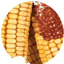 Wild Delight 20lb Corn on the Cob Wildlife Feed