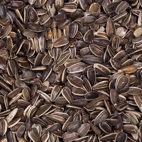 Wild Delight Striped Sunflower Seed – 15 lbs 2 Wild Delight Striped Sunflower Seed – 15 lbs - Image 2