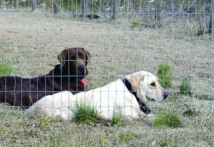 Oklahoma Steel & Wire Welded Wire Utility Fabric 14Ga 2 Oklahoma Steel & Wire Welded Wire Utility Fabric 14Ga - Image 2