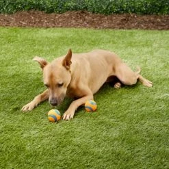 Chuckit! Ultra Medium Rubber Ball Tough Dog Toy, 2-Pack -Outlet Farm & Pet Store 21710012 2