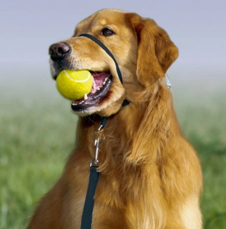 PetSafe Gentle Leader® Headcollar No-Pull Dog Collar, Black 2 PetSafe Gentle Leader® Headcollar No-Pull Dog Collar, Black - Image 2