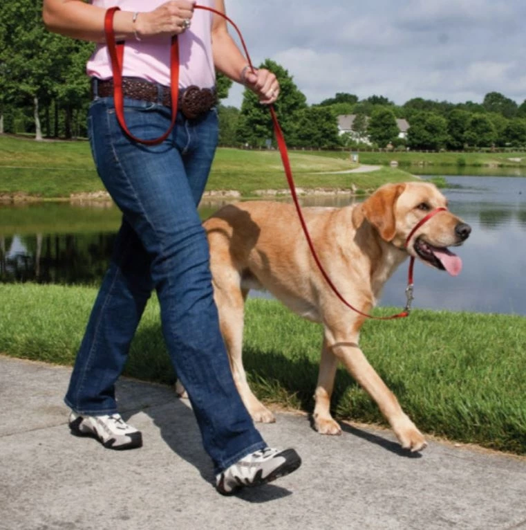 PetSafe Gentle Leader® Headcollar No-Pull Dog Collar, Red 2 PetSafe Gentle Leader® Headcollar No-Pull Dog Collar, Red - Image 2