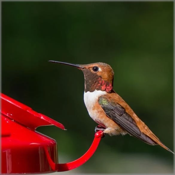 Perky-Pet Clear Plastic Hummingbird Feeder 3 Perky-Pet Clear Plastic Hummingbird Feeder - Image 3