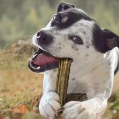 Cadet 4.5” Premium Grade Pressed Beef Hide Bone – 6 Pack -Outlet Farm & Pet Store 43430051 3