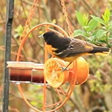 Heath Clementine Double Cup Oriole Feeder 3 Heath Clementine Double Cup Oriole Feeder - Image 3