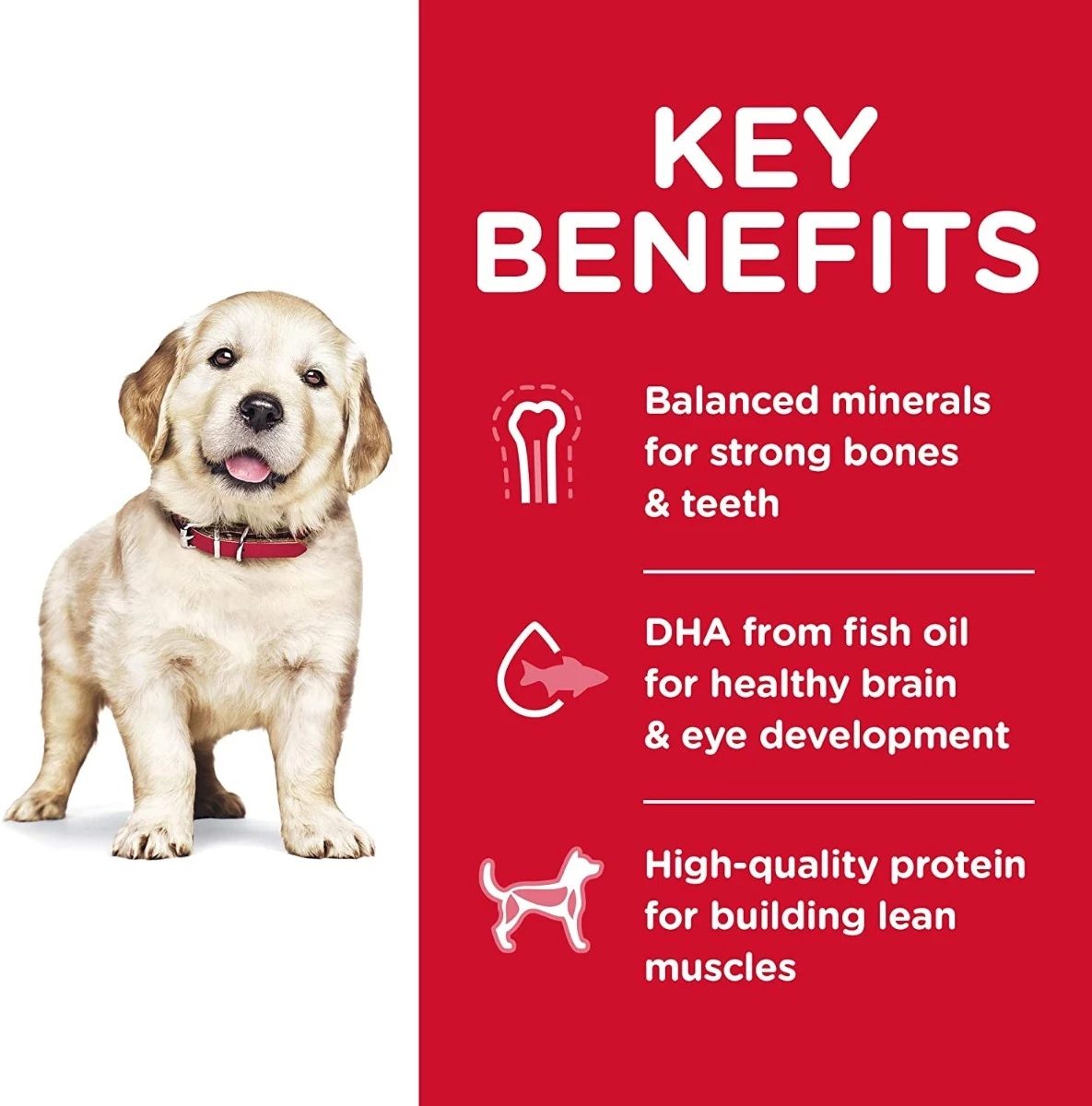 Science Diet Large Breed Puppy Lamb & Rice 33 lb. bag 4 Science Diet Large Breed Puppy Lamb & Rice 33 lb. bag - Image 4