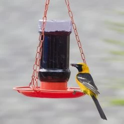 Perky-Pet Oriole Jelly Wild Bird Feeder -Outlet Farm & Pet Store 81xvdfce nl. ac sl1500