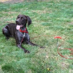 Boss Pet 20ft Large Tie-Out and Spiral Stake Combo Pack 5 Boss Pet 20ft Large Tie-Out and Spiral Stake Combo Pack -Outlet Farm & Pet Store a01316 4