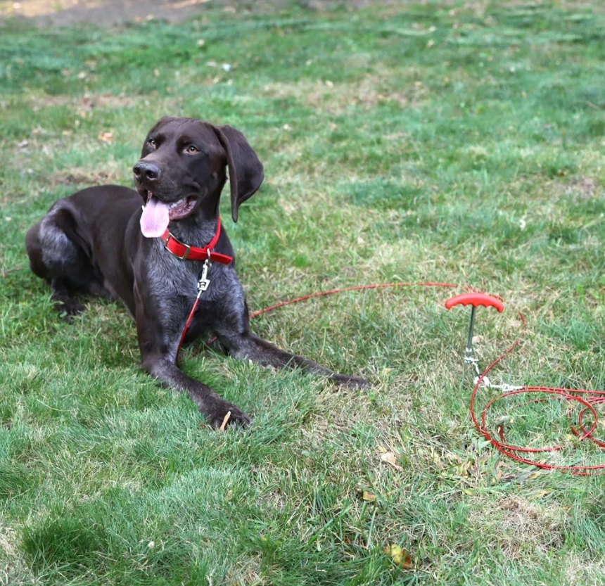 Boss Pet 20ft Large Tie-Out and Spiral Stake Combo Pack 3 Boss Pet 20ft Large Tie-Out and Spiral Stake Combo Pack - Image 3