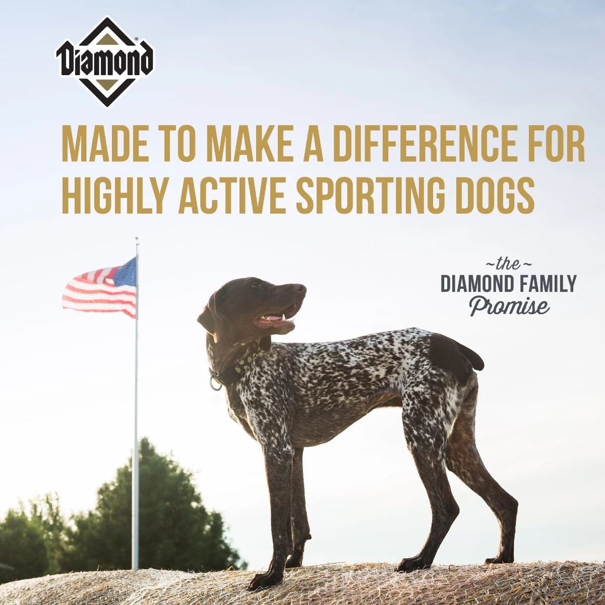 Diamond Pet Foods Hi Energy Sport Dog Food – 50 lbs 4 Diamond Pet Foods Hi Energy Sport Dog Food – 50 lbs - Image 4
