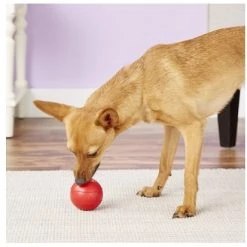 KONG Ball Dog Toy, Small -Outlet Farm & Pet Store kb2 3